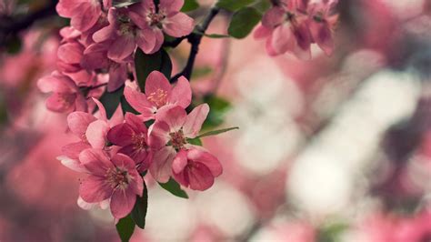 41 Peach Flowers Wallpaper On Wallpapersafari