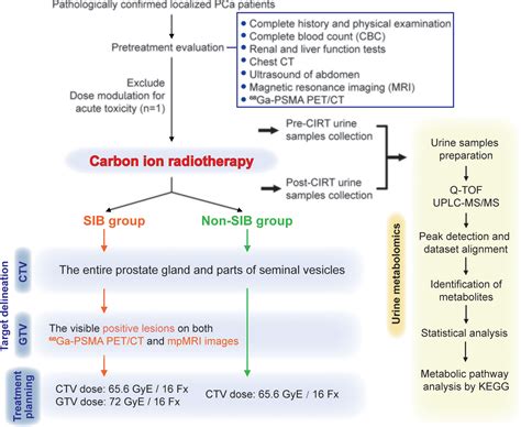 Frontiers Carbon Ion Radiotherapy Induce Metabolic Inhibition After