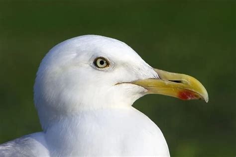 Herring Gull Portrait Showing Blood Red Spot On Beak Photos Puzzles
