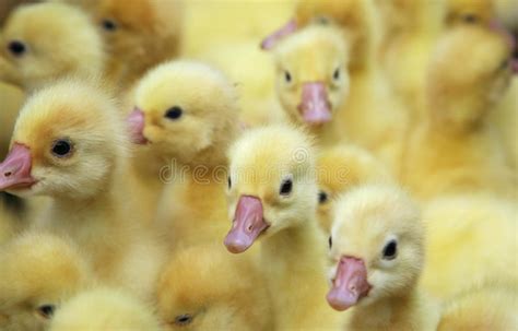 Young Ducks Stock Photo Image Of Delicate Duckling Delightful 5923274