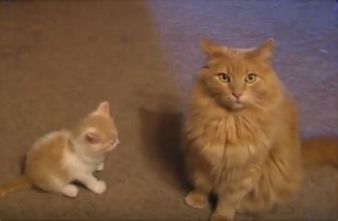 Big Cat Ignores Baby Kitten S Attempts To Play Cats Vs Cancer