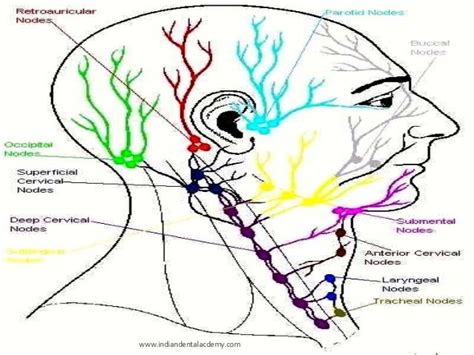 Lymphatic Drainage Of Head Neck Oral Surgery Courses