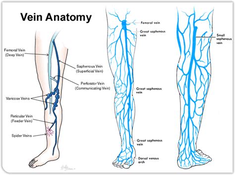 Image Result For Arterial Venous Lower Limbs Sistema