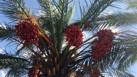 How To Grow And Care For Date Palm Trees