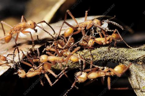 Army Ants Raiding Pupae Stock Image C0010035 Science Photo Library