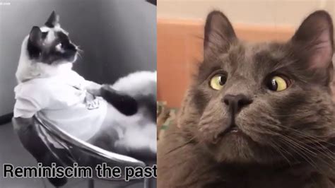 Best Dank Cat Memes Compilation Of 2020 Part 10 From Tiktok Youtube