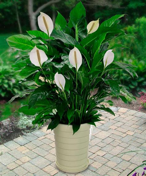 Peace Lily Plant Care The Ultimate Guide