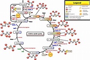 Ciencias de Joseleg: Resumen del ciclo de Krebs y su función energética