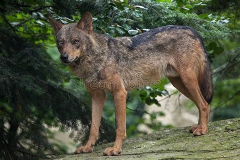 Iberian Wolf Canis Lupus Signatus Stock Image Image Of Canids