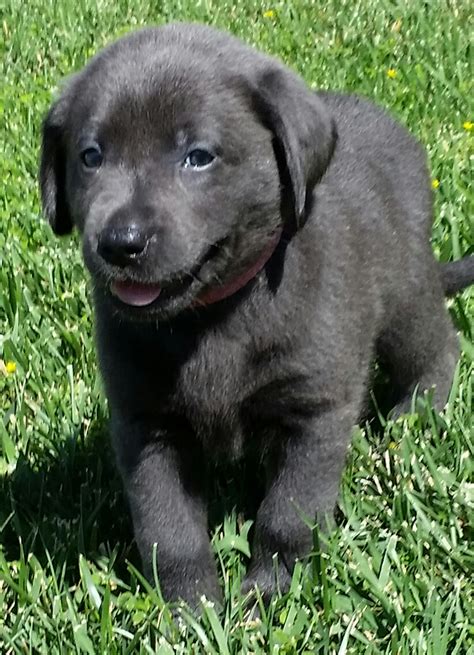 Get your own at lancaster puppies! AKC Silver Charcoal Lab Puppies for sale in Southern ...