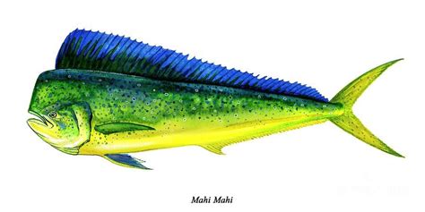 Mahi Mahi By Charles Harden Fish Art Fish Drawings Mahi Mahi