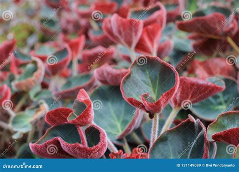 Beautiful Begonia Acetosa Flower Stock Image Image Of Beautiful