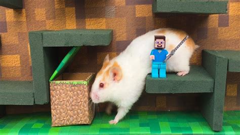 My Hamster In Minecraft Cube Maze Obstacle Course For Hamster Youtube
