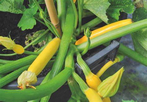 100 Vegetable Seeds 10 Variety Home Grown Allotment Courgette Fench Bean Chilli Garden And Patio