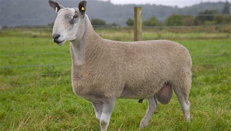 Top 20 Best Native British Sheep Breeds