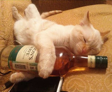 Catscenter Hashtag Drunkcats To Be Featured Evgn1 Saturday