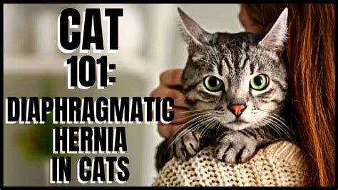 Cat 101 Diaphragmatic Hernia In Cats Youtube