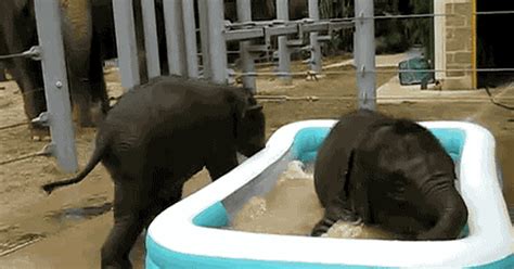 Elephants Need To Escape The Heat Too 9GAG