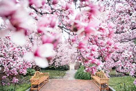 Dc Cherry Blossom Watch Update March 13 2020