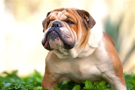 Maybe you would like to learn more about one of these? Buldogue Inglês - Raças de Cachorro