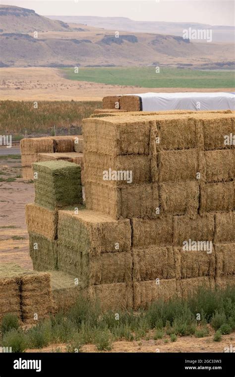 Alfalfa Hay Bales Stacked For Dying On Farm Palouse Area Washington
