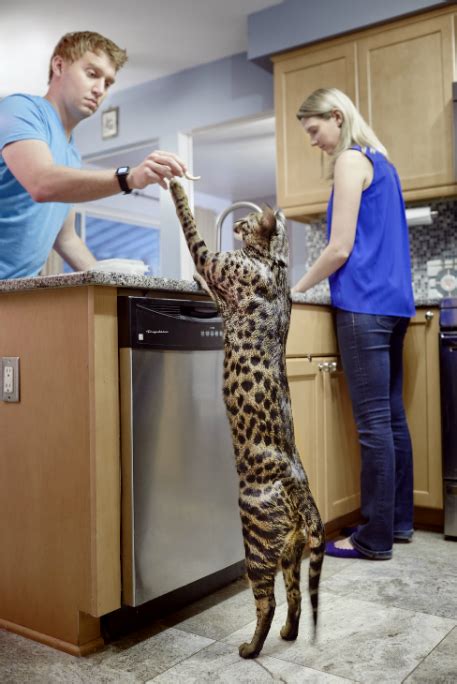 Cygnus And Arcturus How The Tallest Cat And The Kitty With The Longest