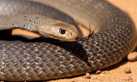 Eastern Brown Snake Bite Why It Has Enough Venom To Kill 58 Humans