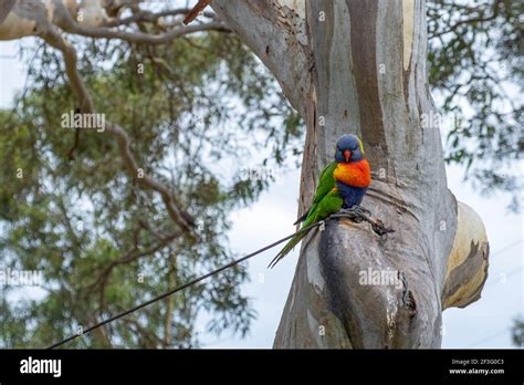 Rainbow Lorikeet Parrot On Eucalyptus Tree Closeup Stock Photo Alamy