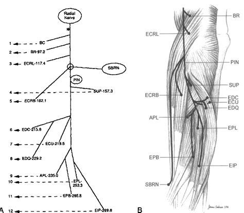 Figure 3 From Anatomy Of The Radial Nerve Motor Branches In The Forearm