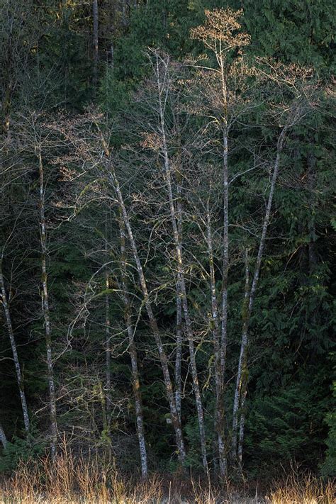 Red Alder Trees At Katzie Marsh Photograph By Michael Russell Fine