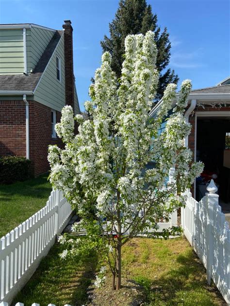 √ダウンロード Spring Snow Flowering Crabapple Tree 164336 How Fast Does A