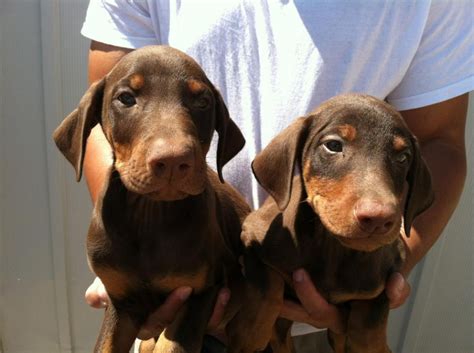 Dobermans For Sale Texas