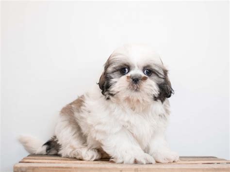 These shih tzu puppies located in colorado come from different cities, including, burlington. Unlocked: Shih Tzu Puppies Colorado Rescue