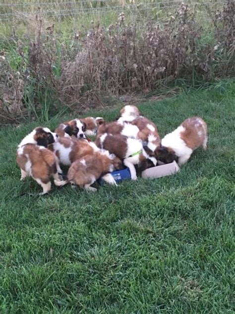 Petco dog training in clarksville, tn. Saint Bernard puppy dog for sale in Clarksville, Tennessee