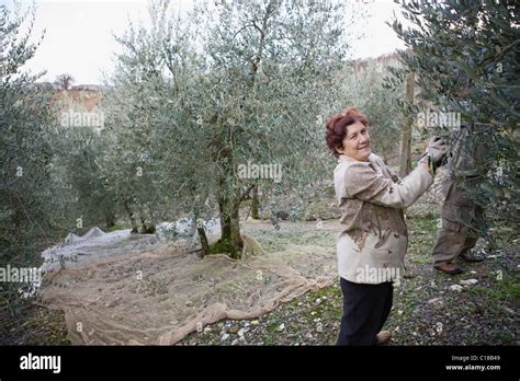 Old People Harvesting Olives Stock Photo Alamy