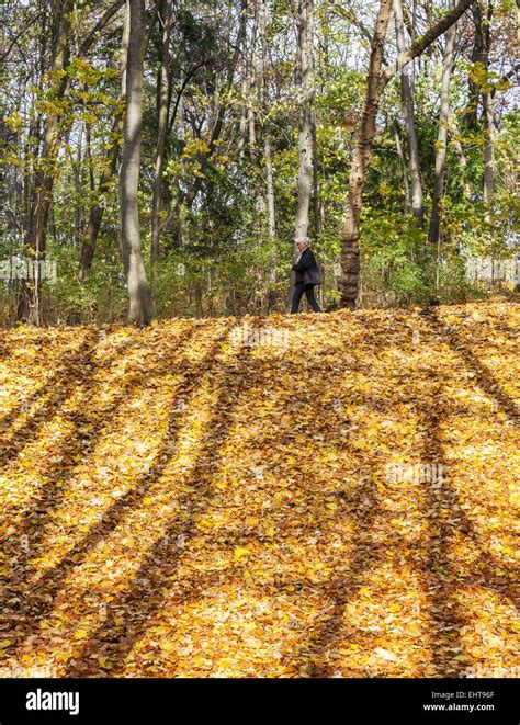 Walk In Autumn Forest Stock Photo Alamy