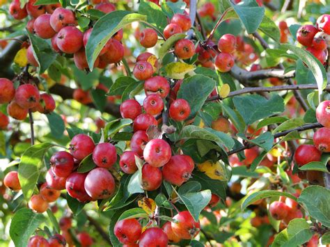 The Year Of The Tree My Crab Apple Wellywoman