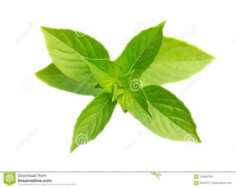 Fresh Green Basil Leaves Isolated On White Basil Herb Leaf Stock
