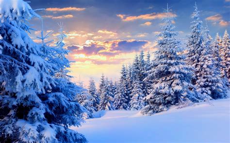 Fir Trees Under The Snow Forest Phone Wallpapers