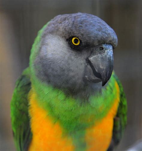 Senegal Parrots Biological Science Picture Directory