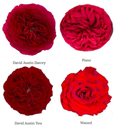 Varieties Of Red Garden Roses Garden Roses Direct Rose Varieties