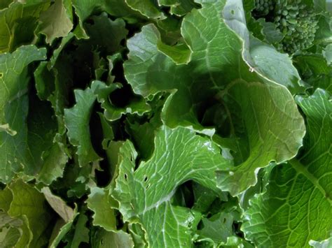 Turnip Greens In The Garden How And When To Pick Turnip Greens