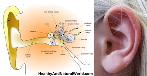 How To Quickly And Naturally Get Rid Of Clogged Ears