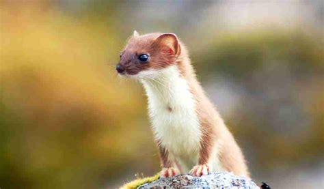 What Do Long Tailed Weasels Eat