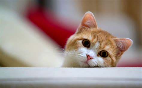 Adorable Cat Wallpaper 1920x1200 74378