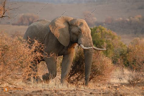 Afrikanischer Elefant Loxodonta Africana African Elefant Bilder