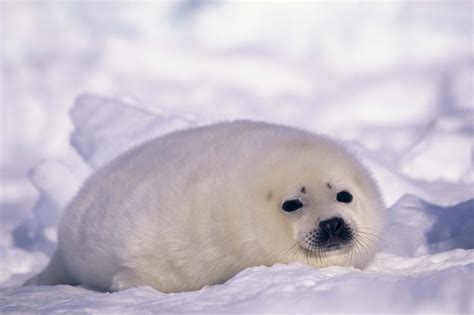 Animal Seal Hd Wallpaper