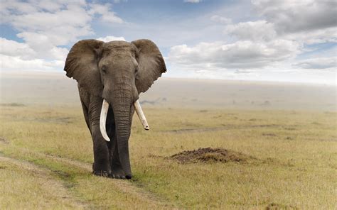 elephant hd wallpaper background image  id
