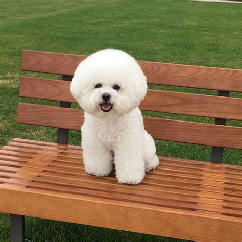 14 Reasons The Bichon Frise Should Be Your Favorite Dog Breed Page 2