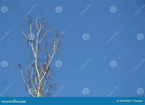 Bare Branches Of A Birch Tree Betula L In The Early Spring Against A